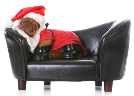 tired santa - dogue de bordeaux dressed up like santa on a couchの写真素材