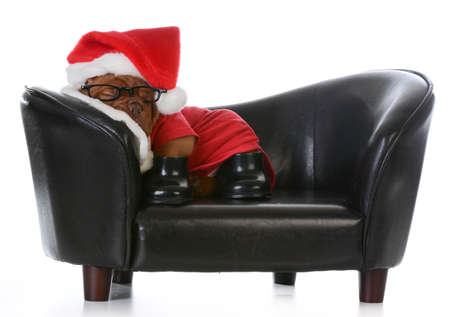 tired santa - dogue de bordeaux puppy dressed up like santa sleeping on a couch - 5 week oldの写真素材