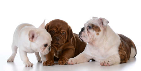 three puppies - english bulldog, dogue de bordeaux and french bulldog isolated on white backgroundの写真素材