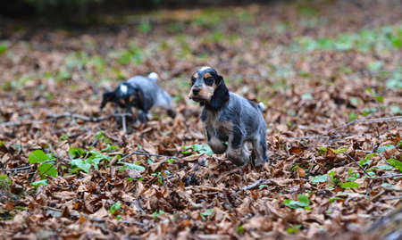 two english cocker spaniel puppies playing outside in the autumn leavesの写真素材