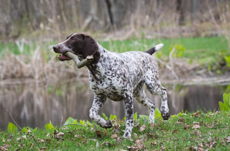 german shorthaired pointer running with a stickの写真素材