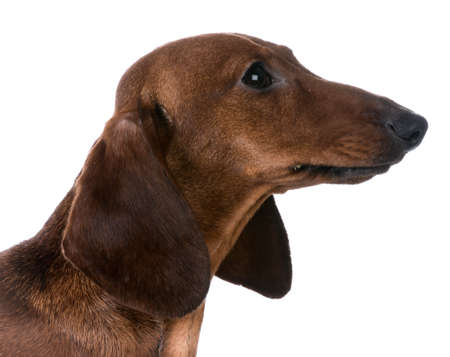 miniature smooth dachshund portrait on white backgroundの写真素材