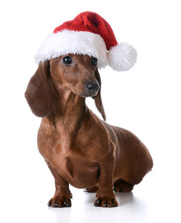 christmas dog - miniature dachshund wearing santa hat on white backgroundの写真素材