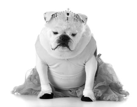 dancing dog - english bulldog dressed like ballerinaの写真素材