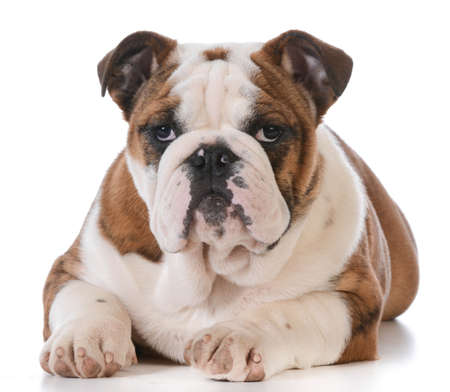 english bulldog puppy laying down isolated on white background - 5 months oldの写真素材