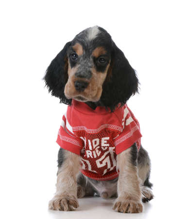 cute puppy - english cocker spaniel puppy wearing football jersey sitting on white backgroundの写真素材