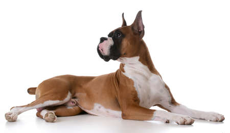 purebred boxer laying down on white backgroundの写真素材