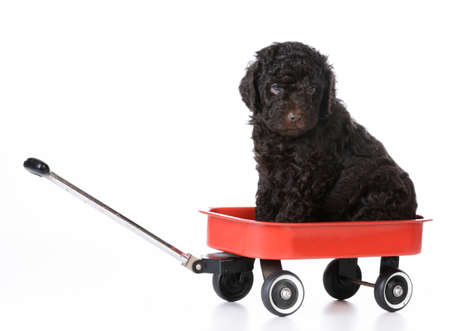 puppy sitting in a red wagon - 5 week old barbetの写真素材
