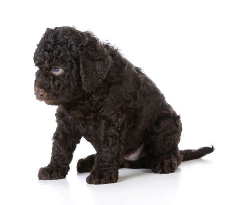 cute puppy - brown barbet puppy sitting on white background - five weeks oldの写真素材