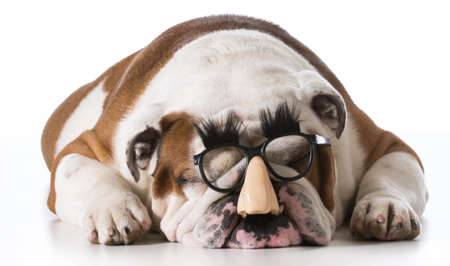 dog wearing human face glasses on white background - english bulldogの写真素材