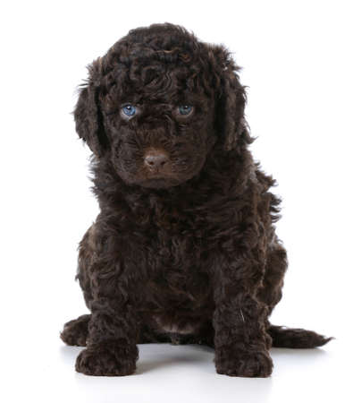 cute puppy - barbet puppy sitting on white background - 5 weeks oldの写真素材