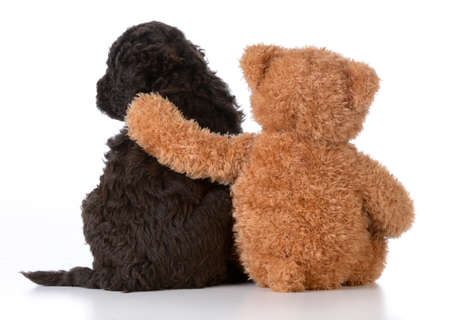 security - teddy bear with arm around a cute barbet puppy on white backgroundの写真素材
