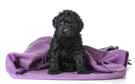 cute barbet puppy under a purple blanket - 5 weeks oldの写真素材