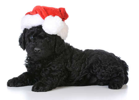 christmas puppy - barbet wearing santa hat sitting on white backgroundの写真素材