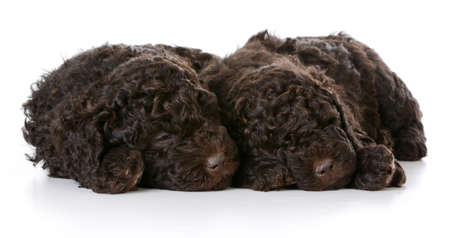 sleeping puppied - two barbet puppies sleeping on white backgroundの写真素材