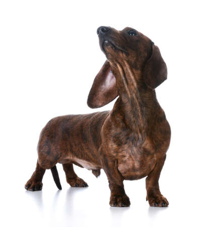 miniature smooth dachshund standing on white backgroundの写真素材