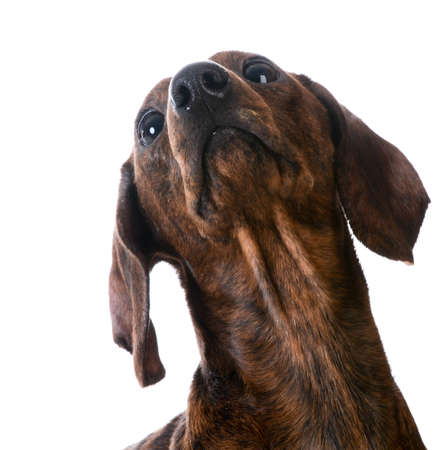 miniature smooth dachshund portrait on white backgroundの写真素材