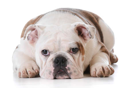 english bulldog puppy laying down isolated on white background - 5 months oldの写真素材