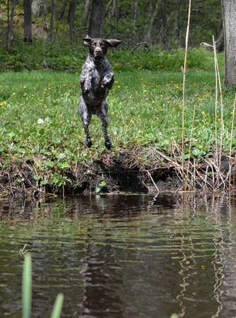 german shorthaired pointer jumping into the riverの写真素材