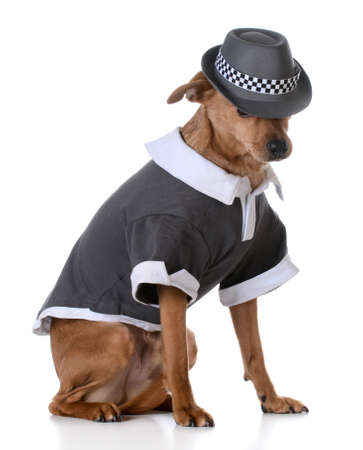 cute mixed breed dog wearing a shirt and fedora on white backgroundの写真素材