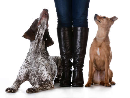 woman standing with mixed breed dog on one side and purebred dog on the other isolated on white...