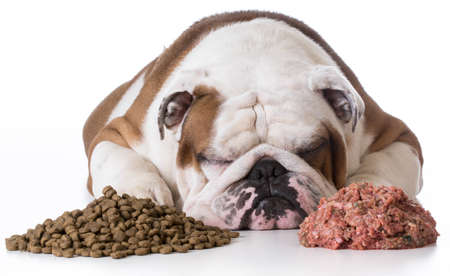dog laying between pile of kibble and raw dog food on white background - bulldogの写真素材