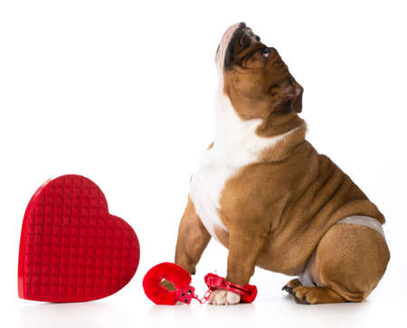 valentines day dog - english bulldog dressed up on white backgroundの写真素材