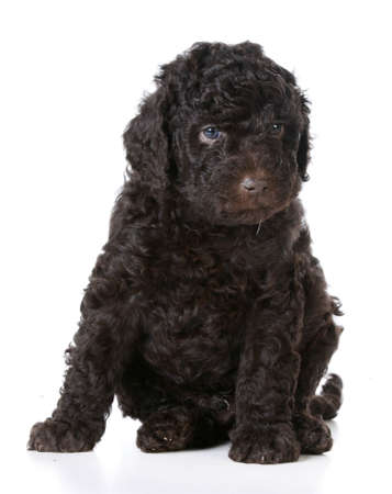 cute puppy - brown barbet puppy sitting on white background - five weeks oldの写真素材