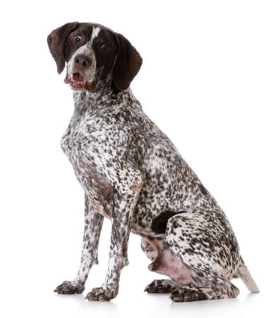 german shorthair pointer with surprised expression on white backgroundの写真素材