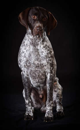 german shorthaired pointer sitting on black backgroundの写真素材