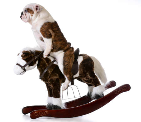 country dog - english bulldog riding a rocking horse on white backgroundの写真素材