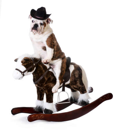 country dog - english bulldog riding a rocking horse on white backgroundの写真素材