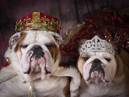 royal couple - two english bulldogs dressed up like a king and queenの写真素材