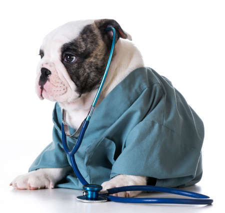 veterinary care - bulldog dressed up like a vet on white backgroundの写真素材
