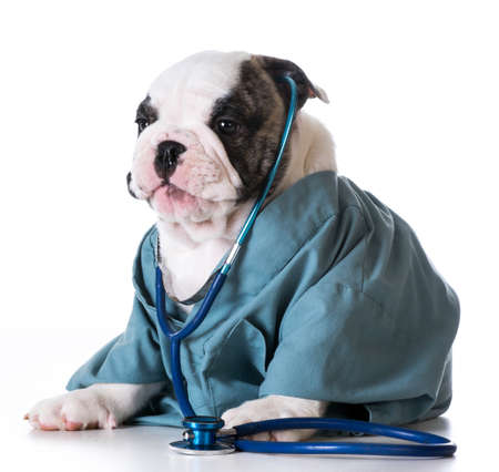 veterinary care - bulldog dressed up like a vet on white backgroundの写真素材