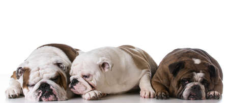 three generations of bulldogs - father, son and grandmotherの写真素材