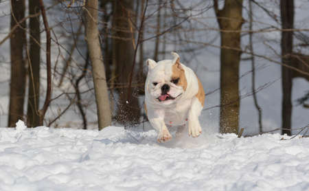 bulldog running in the snow - 4 year old femaleの写真素材