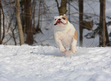 bulldog outside running in the snow in winterの写真素材