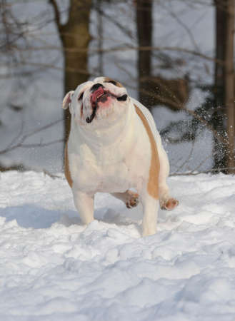 bulldog outside running in the snow in winterの写真素材