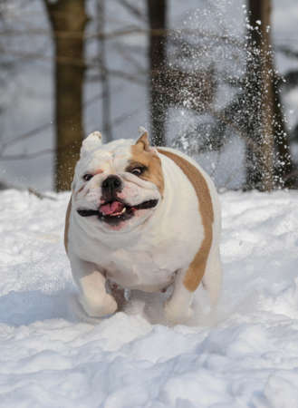 bulldog outside running in the snow in winterの写真素材