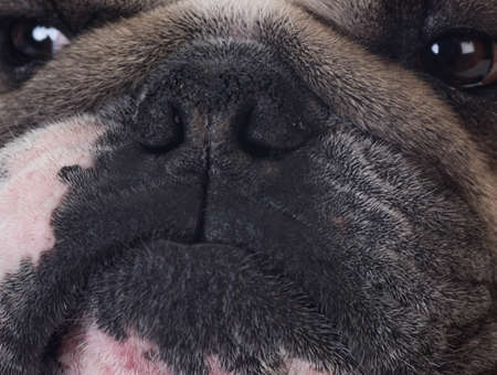 close up of bulldog faceの写真素材
