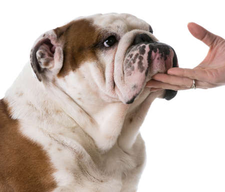 man's best friend - woman holding hand on chin of bulldogの写真素材