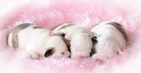 litter of bulldog puppies sleepingの写真素材
