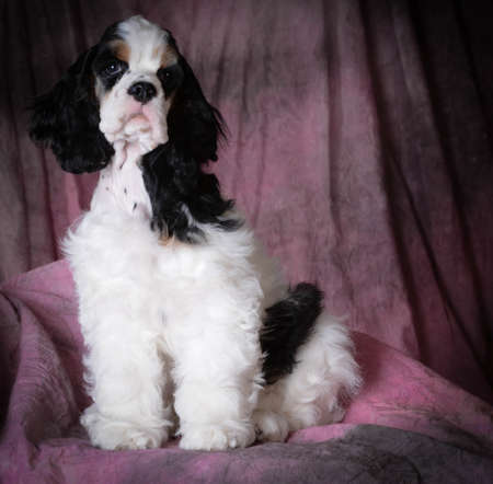 cute portrait of tri-color american cocker spaniel puppy on pink backgroundの写真素材