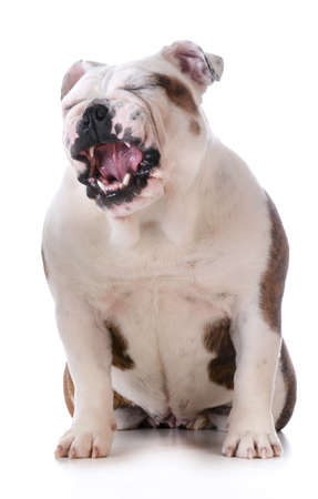 funny dog - bulldog with silly expression isolated on white backgroundの写真素材