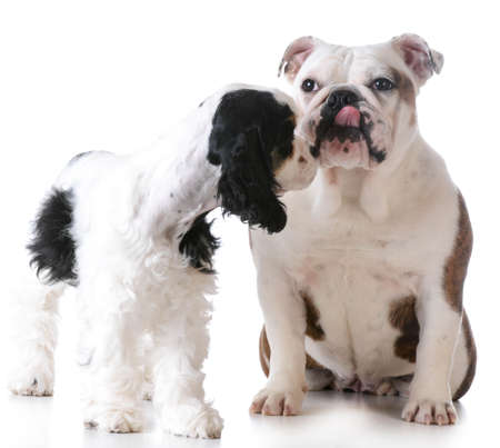 puppy love - american cocker spaniel and english bulldog kissing each other on white backgroundの写真素材