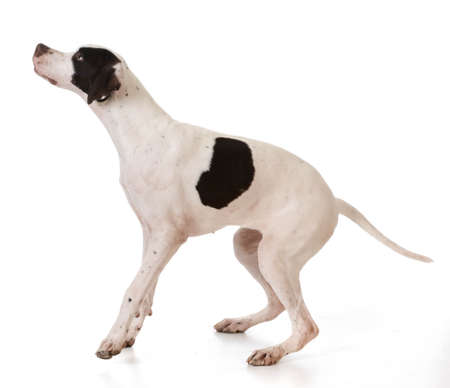 pointer puppy jumping up on white backgroundの写真素材