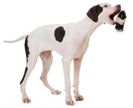 pointer puppy playing on white background