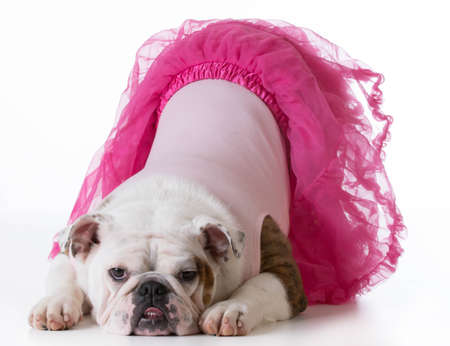 cute puppy - bulldog puppy female wearing pink bowing for the cameraの写真素材