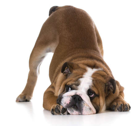 dog bowing - bulldog puppy with bum up in the air on white backgroundの写真素材